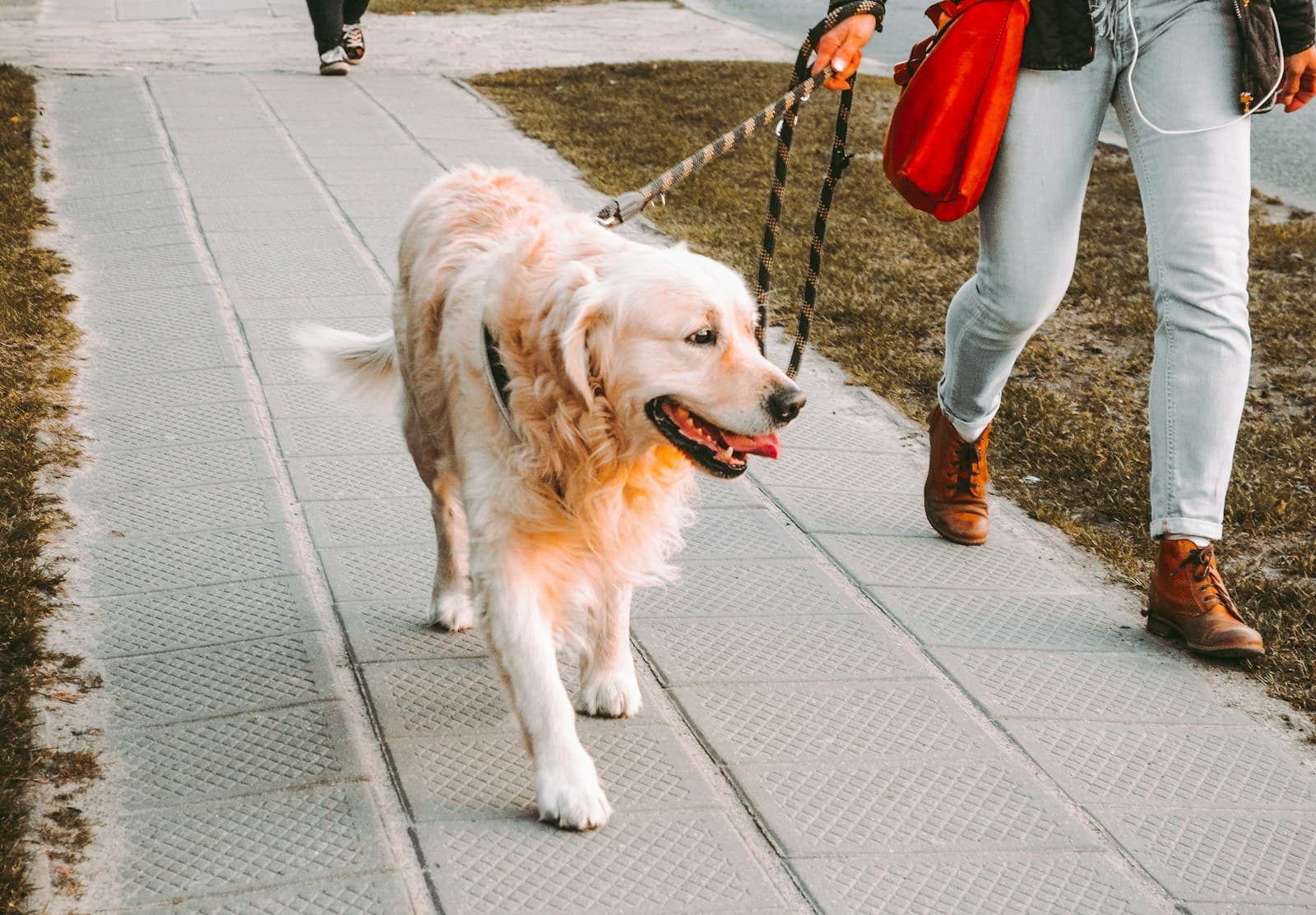 A person walking outdoors with a golden retriever on a leash