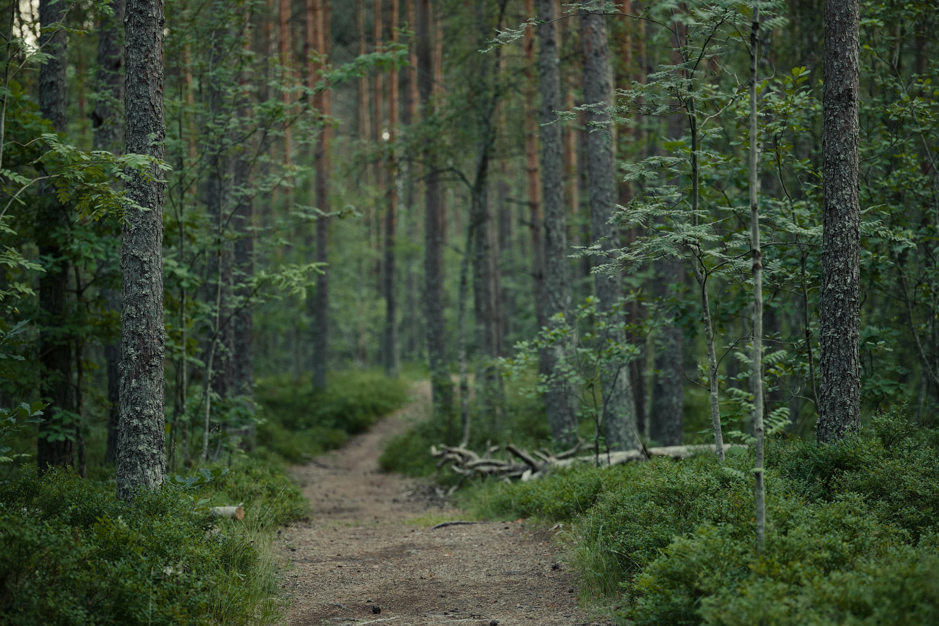 A person hiking a wooded trail in midday light