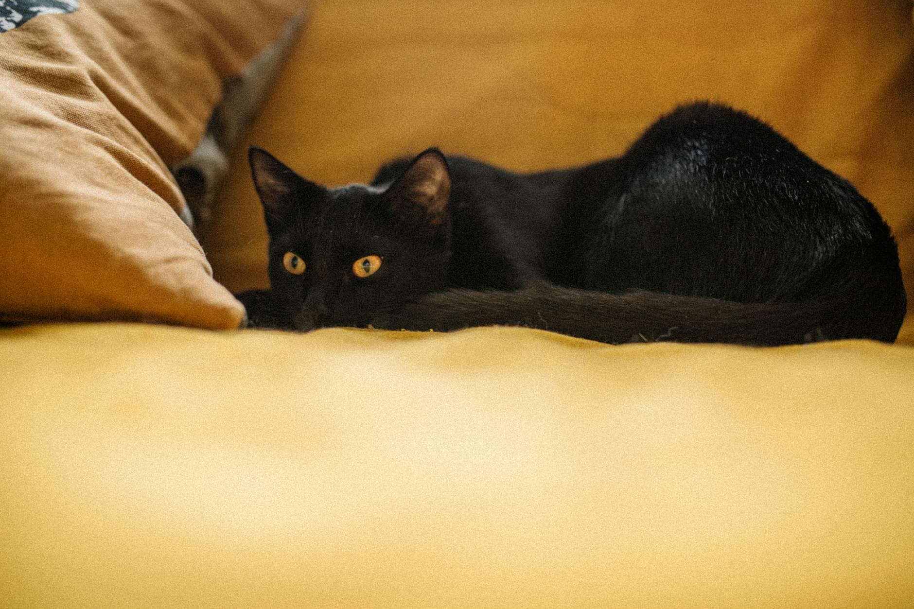 A tabby cat curled up on a sofa, sunlight on its fur