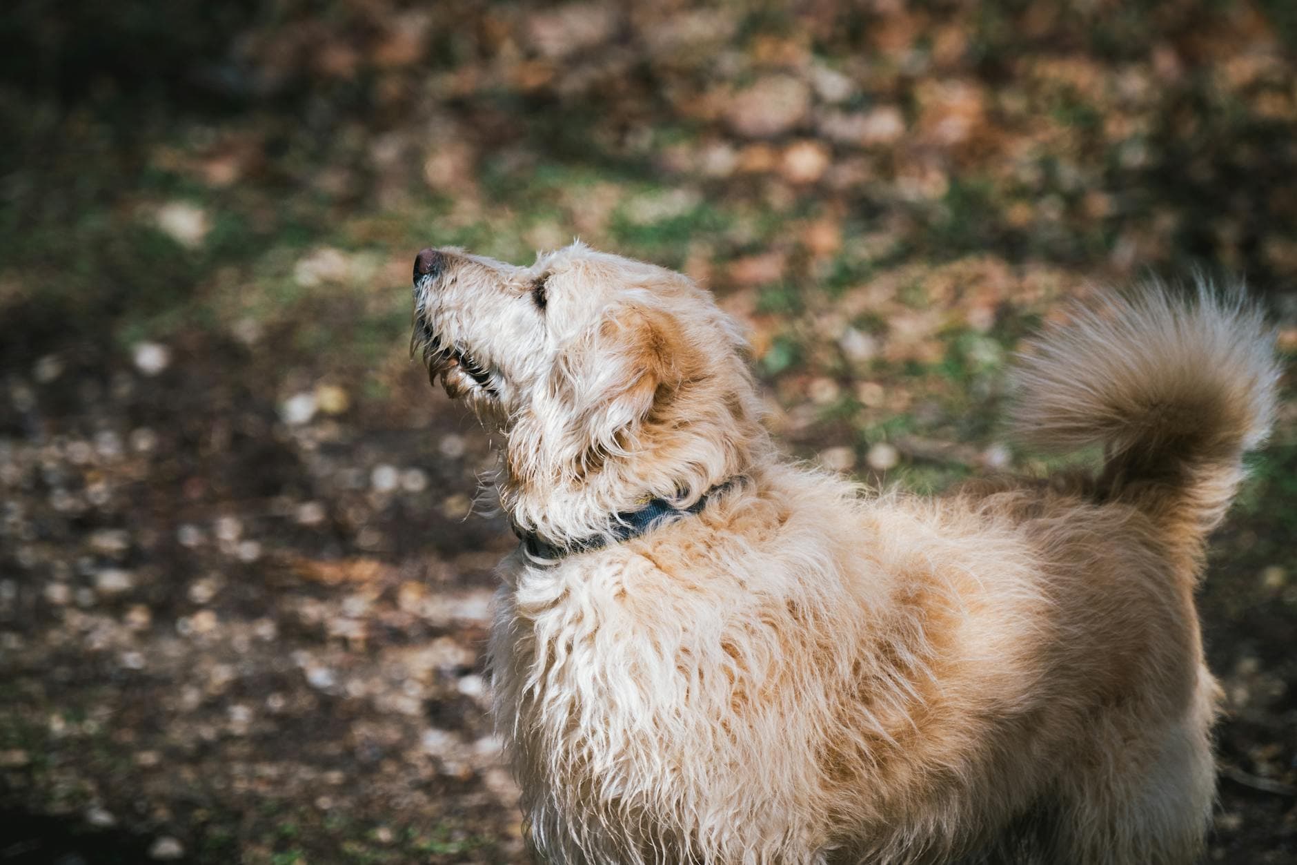 A golden retriever in a park, mid-stride