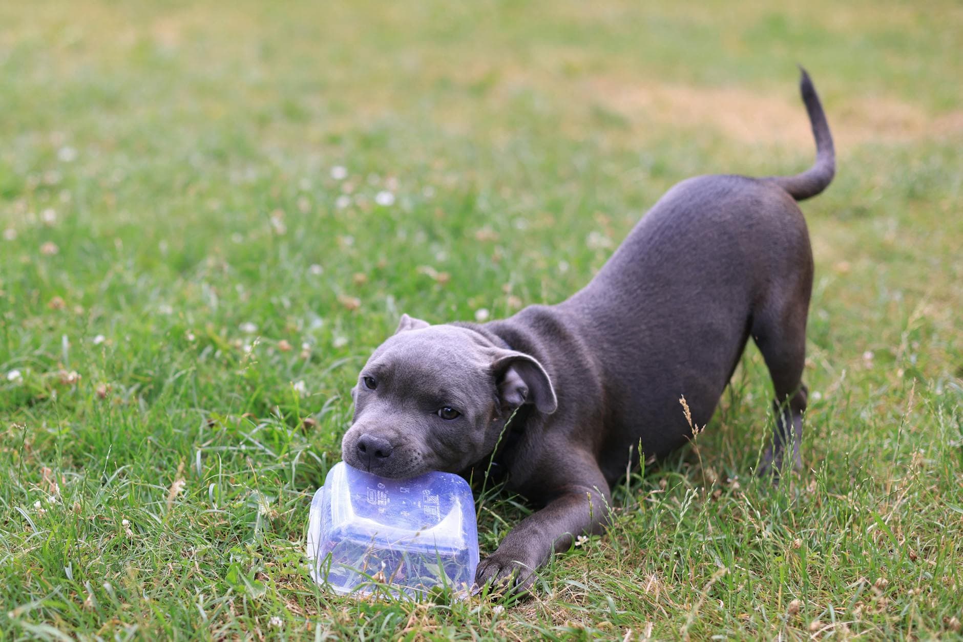 A puppy playing on grass in afternoon light