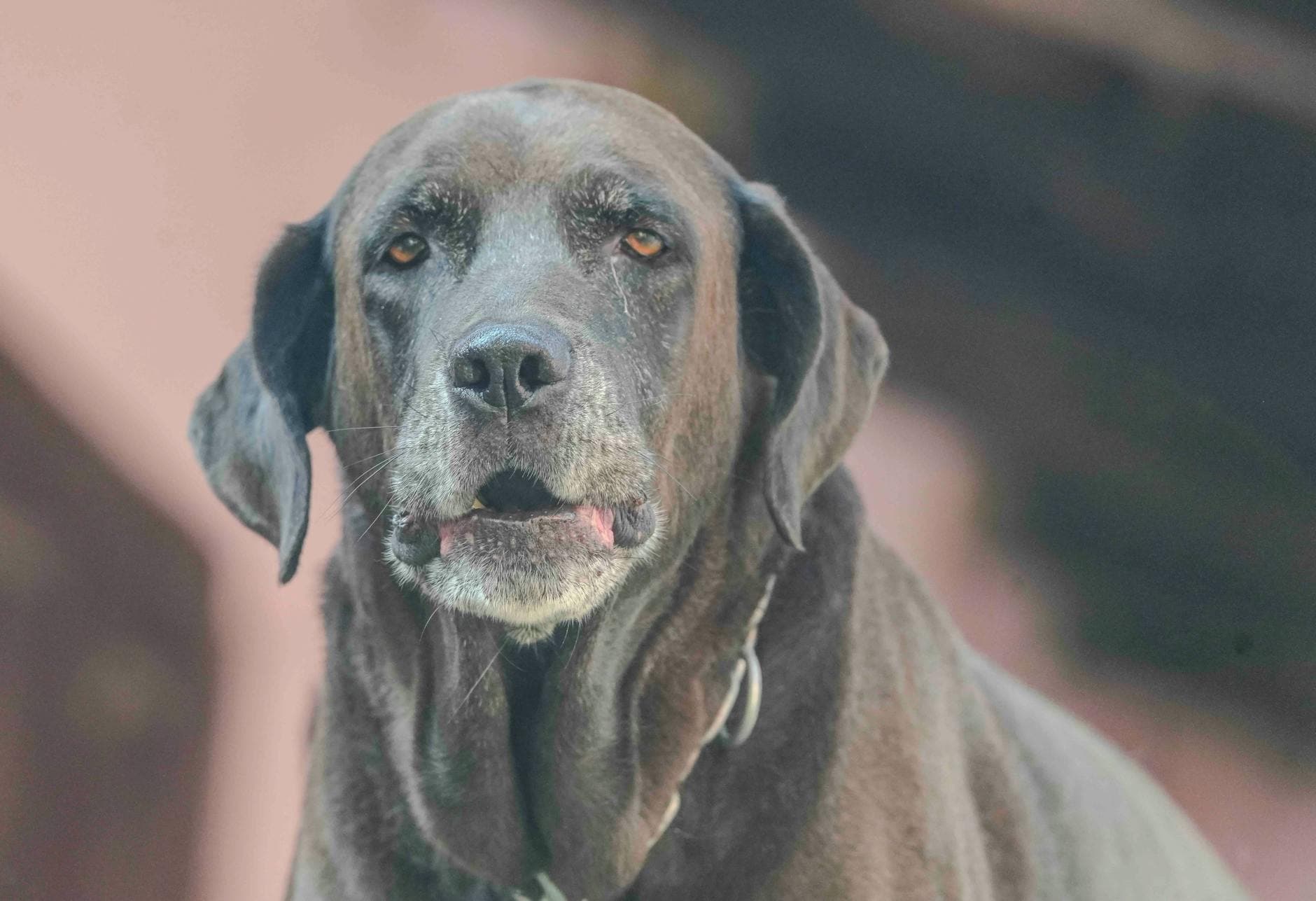 A close portrait of a senior dog with greying muzzle