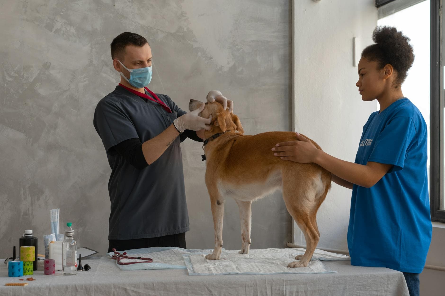 A veterinarian examining a calm dog on a clinic table